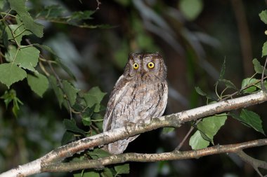 Avrasya baykuşu, Otus yılanı. Erkek bir kuş yuvaya yakın bir ağaç dalında oturur.