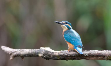 Ortak balıkçı, Alcedo bu işte. Bulanık arka planda, yaşlı bir dala oturmuş genç bir kuş.