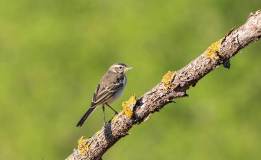 Batı Yellow Wagtail, Motacilla Flava. Genç bir kuş, düz yeşil arka planda, güzel bir dala oturur.