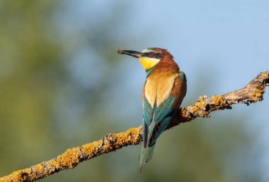 Avrupalı arı yiyici, merops apiaster. Bir kuş bir dala oturmuş, gagasında bir arı tutuyor.