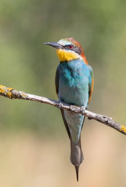 Avrupalı arı yiyici, merops apiaster. Dalda oturan erkek kuş, güzel yeşil bir arka plan.