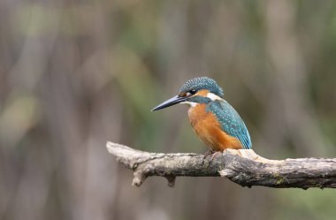 Ortak balıkçı, Alcedo bu işte. Bir dalda oturan kuş, bulanık arkaplan