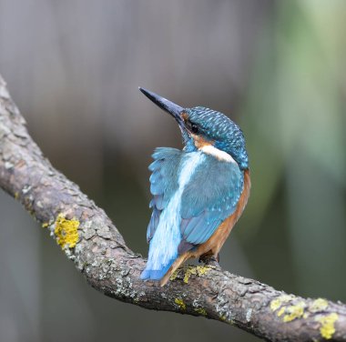 Sıradan bir balıkçı. Bir kuş dala oturur, rüzgar tüylerini ürpertir, yukarı bakar.