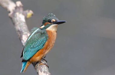 Ortak balıkçı, Alcedo bu işte. Genç bir kuş, düz bir arka planda, bir dala oturur.