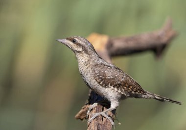 Avrasyalı boğucu, Jynx torquilla. Bir kuş güzel bulanık bir arka planda bir dala oturur.