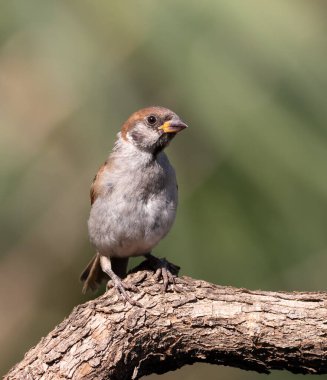 Avrasya ağaç serçesi, Passer Montanus. Bir dalda oturan kuş, güzel bir arka plan.