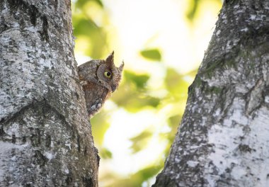 Avrasya baykuşu, Otus yılanı. Yetişkin bir dişi ağaçtaki yuvasından dışarı bakar.