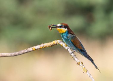 Avrupalı arı yiyici, merops apiaster. Bir kuş bir dalda oturur, avını gagasında tutar - bir eşekarısı