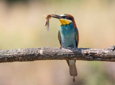 Avrupalı arı yiyici, merops apiaster. Bir kuş, bir dalda oturan göçmen bir çekirgeyi yakaladı.