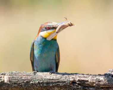 Avrupalı arı yiyici, merops apiaster. Bir kuş, bir dalda oturan göçmen bir çekirgeyi yakaladı.