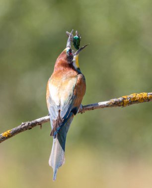 Avrupa 'da arı yiyen kuş, yakalanmayı kolaylaştırmak için böceği gagasıyla fırlatır.