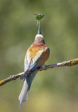 Avrupa 'da arı yiyen kuş, yakalanmayı kolaylaştırmak için böceği gagasıyla fırlatır.