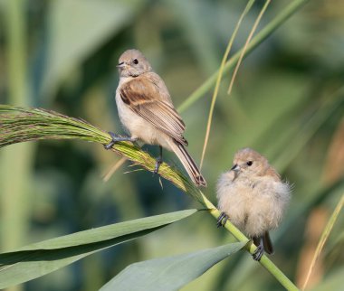 Eurasian penduline tit, Remiz pendulinus. Two young birds sit in the reeds on the riverbank.