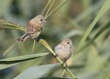 Eurasian penduline tit, Remiz pendulinus. Two young birds sit in the reeds on the riverbank.