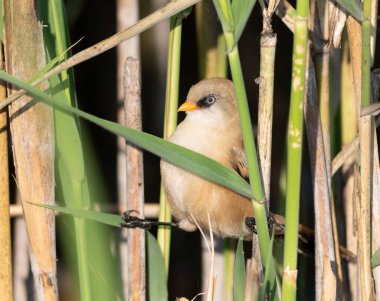 Sakallı reedling, Panurus biarmicus. Genç bir erkek kuş iki kamış sapı arasında mükemmel bir şekilde bölünür.