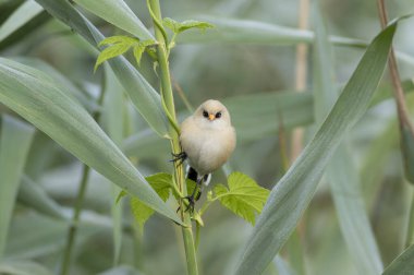 Sakallı reedling, Panurus biarmicus. Genç bir erkek nehir kıyısında bir sazlıkta oturur.