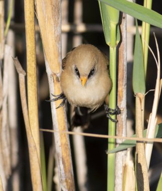 Sakallı reedling, Panurus biarmicus. Genç bir erkek nehir kıyısında iki sazlık arasında bölünmüş bir şekilde oturur.