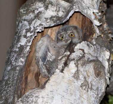 Avrasya baykuşu, Otus yılanı. Yavru yuvada saklanıyor.