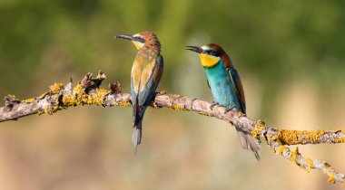 Avrupalı arı yiyici, merops apiaster. Bir dalda oturan iki kuş, birinin avı ve güzel bir geçmişi var.