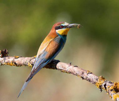 Avrupalı arı yiyici, merops apiaster. Kuş bir arı yakaladı ve güzel bir dalda oturuyor.