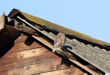 Küçük baykuş, Athene Noctua. Eski bir evin çatısında bir kuş oturuyor.