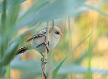 Sakallı reedling, Panurus biarmicus. Genç bir erkek nehir kıyısında bir sazlıkta oturur.