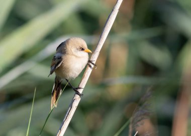 Sakallı reedling, Panurus biarmicus. Genç bir erkek nehir kıyısında bir sazlıkta oturur.