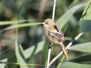 Sakallı reedling, Panurus biarmicus. Genç bir erkek nehir kıyısında sazlıklarda oturuyor.