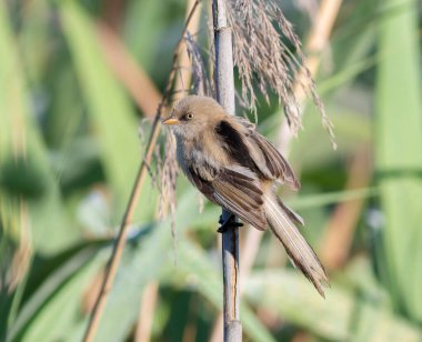 Sakallı reedling, Panurus biarmicus. Genç bir dişi kamış sapında oturur.