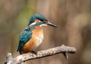 Ortak balıkçı, Alcedo bu işte. Bir kuş dalda oturuyor, tüylerini kabartıyor.