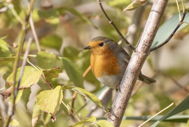 Avrupalı Robin, Erithacus Rubecula. Bir kuş, yaprakların arasında bir ağaç dalında oturur.