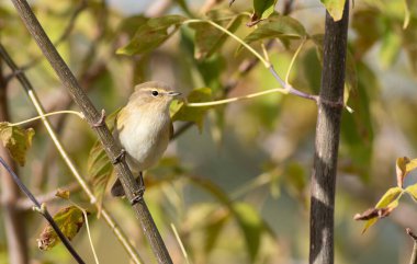 Yaygın şifaff, Phylloscopus collybita. Sabahları, bir kuş bir dala oturur.