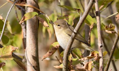 Yaygın şifaff, Phylloscopus collybita. Sabahları, bir kuş bir dala oturur.