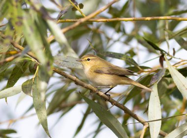 Yaygın şifaff, Phylloscopus collybita. Sabahları, bir kuş bir dala oturur.