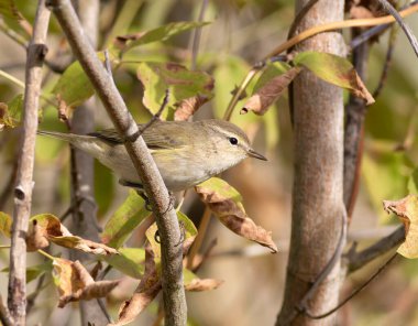 Yaygın şifaff, Phylloscopus collybita. Sabahları, bir kuş bir dala oturur.