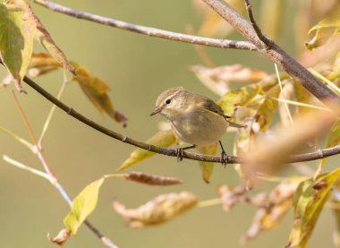 Yaygın şifaff, Phylloscopus collybita. Sabahları, bir kuş bir dala oturur.