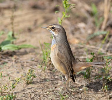 Bluethroat, Luscinia svecica. Genç bir erkek kuş nehir kıyısında yerde duruyor.