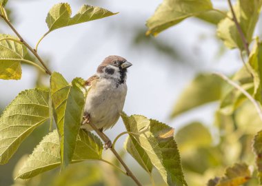 Avrasya ağaç serçesi, Passer Montanus. Bir dalda bir kuş oturuyor.