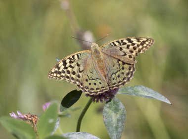 Kardinal, Argynnis Pandora. Güzel bir kelebek çiçek açan bir bitkinin üzerinde oturur.