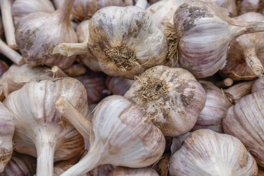 Çiftçilerin organik ürünleri doğal enerjiyle dolu. Kimyasallar olmadan geleneksel yollarla yetişen sağlıklı yiyecekler. Taze biçilmiş sebzeler, organik tarım kavramı. Organik sarımsak. Seçici odak.