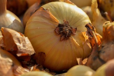 Çiftçilerin organik ürünleri doğal enerjiyle dolu. Kimyasallar olmadan geleneksel yollarla yetişen sağlıklı yiyecekler. Taze biçilmiş sebzeler, organik tarım kavramı. Organik salatalık. Seçici odak.