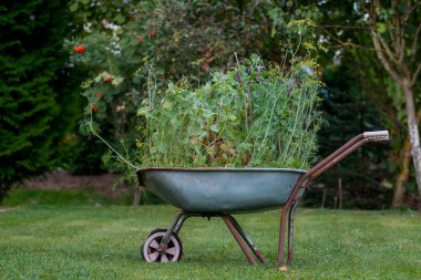 Çiftçilerin organik ürünleri doğal enerjiyle dolu. Kimyasallar olmadan geleneksel yollarla yetişen sağlıklı yiyecekler. Taze biçilmiş sebzeler, organik tarım kavramı. Organik salatalık. Seçici odak.
