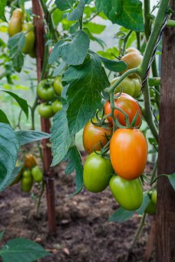 Çiftçilerin organik ürünleri doğal enerjiyle dolu. Kimyasallar olmadan geleneksel yollarla yetişen sağlıklı yiyecekler. Taze biçilmiş sebzeler, organik tarım kavramı. Organik salatalık. Seçici odak.
