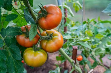 Çiftçilerin organik ürünleri doğal enerjiyle dolu. Kimyasallar olmadan geleneksel yollarla yetişen sağlıklı yiyecekler. Taze biçilmiş sebzeler, organik tarım kavramı. Organik salatalık. Seçici odak.
