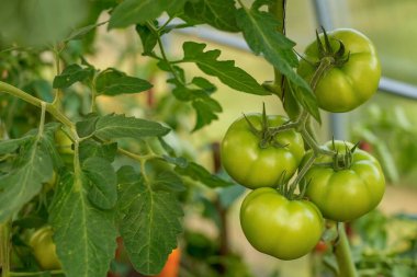 Çiftçilerin organik ürünleri doğal enerjiyle dolu. Kimyasallar olmadan geleneksel yollarla yetişen sağlıklı yiyecekler. Taze biçilmiş sebzeler, organik tarım kavramı. Organik salatalık. Seçici odak.