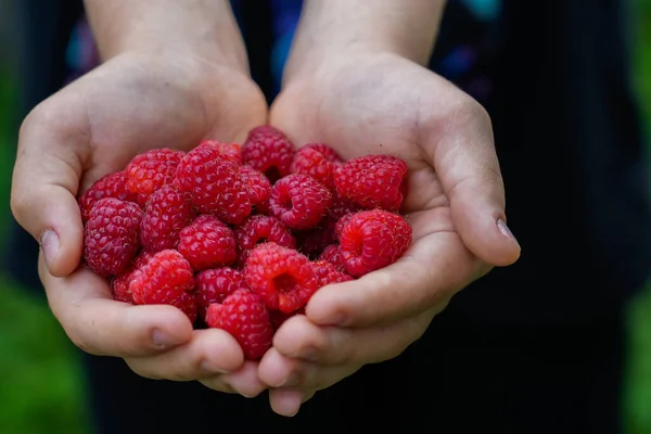 Farmer\'s eco-products filled with natural energy. Quality healthy food grown in the traditional way without chemicals. Fresh picked fruit, organic farming concept. Organic raspberries. Selective focus.