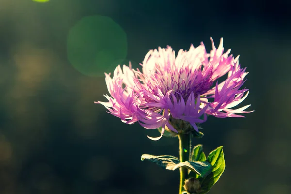 Mor-pembe çiçekli knapweed sabah güneşiyle aydınlatılmış, izole edilmiş, yakın plan.