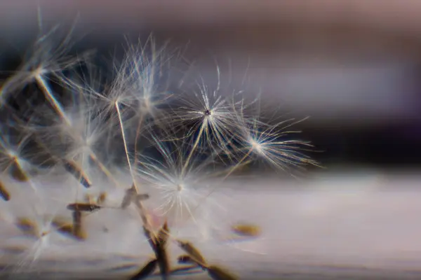çiçek kabartması, karahindiba tohumu - soyut bokeh arkaplanlı güzel makro fotoğrafçılık