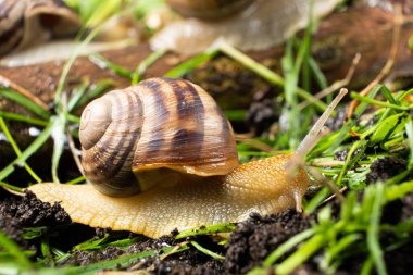 Helix pomatia büyük üzüm salyangozu ormandaki çimlerde yavaşça sürünür.