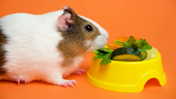 Funny Little Guinea Pig Chewing Parsley Orange Background — Stock Video